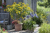 Patio of potted plants with decorative lilies