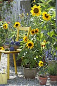 Self-sown sunflowers