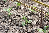 Zuckererbse 'Ambrosia' im Biogarten anbauen