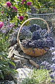 Basket with freshly cut lavender (Lavandula), sickle