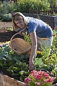 Woman harvesting kohlrabi (Brassica) in a raised bed