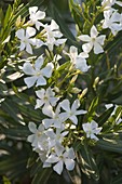 Nerium oleander 'Soeur Agnes' (White oleander)