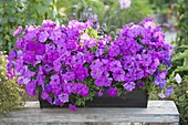 Tin box with Petunia Bingo 'Purple' (Petunia)