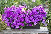 Blechkasten mit Petunia Bingo 'Purple' (Petunie)