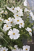 Cosmos bipinnatus 'Sonata White' (Schmuckkörbchen)