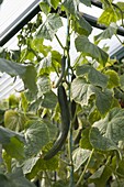 Snake cucumber (Cucumis sativus) in a greenhouse