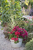 Topf mit Pelargonium peltatum (Hänge-Geranie), Antirrhinum