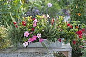 Metal box planted with Mandevilla (Dipladenia) and rosemary