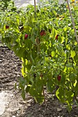 Paprika (Capsicum annuum) im Beet