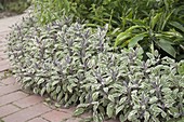 Variegated sage 'Tricolor' as a bedding border