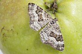 Perizoma affinitata (Dark campion moth)