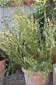 Russischer Estragon (Artemisia dranunculus), blühend im Terracotta-Kübel