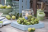 Green wreath of apples (Malus), pink (rose hips)