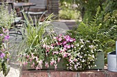 Wooden box with shadow plant fuchsia, Dryopteris affinis