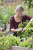 Woman picking bush beans (Phaseolus) in raised bed