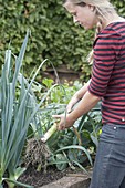 Frau erntet Porree, Lauch (Allium porrum) im Hochbeet