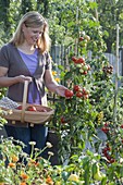 Frau erntet Tomaten (Lycopersicon) im Biogarten