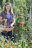 Woman harvesting tomatoes (Lycopersicon) in organic garden