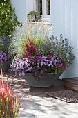 Early autumn bowl with Aster dumosus (cushion asters), Miscanthus