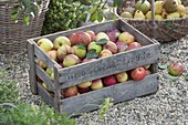 Wooden box with freshly picked apples (Malus)