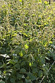 Amaranthus cruentus (Amarant), der Samen ist ein hirseaehnliches Lebensmittel