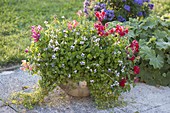 Bowl with Viola hederacea (New Zealand violet) and Anthirrinum