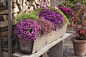Wooden balcony box with Chrysanthemum 'Kifix', 'Pan' (autumn chrysanthemums)