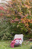 Lounger in front of Parrotia persica (ironwood tree) in autumn colours