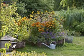 Helenium 'Waltraut' (Sunflower), Verbena rigida (Verbena), Heliopsis