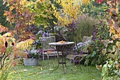 Small seat on the lawn by the autumn bed with asters and woody plants