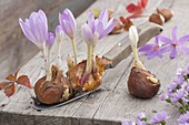 Colchicum autumnale (Herbstzeitlose), blühende Zwiebeln ohne Erde