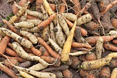 Frisch geerntete Möhren, Karotten (Daucus carota)