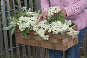 Woman carrying chip basket with freshly cut flowers of elderberry