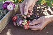 Strawflower wreath with yarrow and oregano