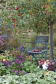 Chair under apple tree (Malus) in perennial bed with Alchemilla