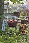 Apfelernte im Herbstgarten
