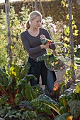 Woman harvesting chard (Beta vulgaris)