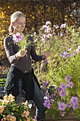 Woman picking the last blossoms of Cosmos (ornamental basket) in autumn