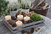 Wooden box with cones of Picea (spruce), Pinus (pine), Larix (larch)