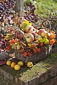 Herbstkorb gefüllt mit Äpfeln (Malus), dekoriert mit Blättern von Acer