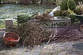 Korb mit Physalis (Lampions), Zweige von Larix (Lärche), Cornus