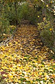 Goldener Herbst : goldgelbe Blätter von Acer platanoides (Ahorn)