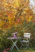 Small seat with asters bouquet in front of ironwood tree and ornamental apples