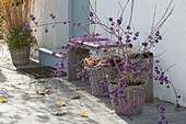 Callicarpa bodinieri 'Profusion' (Liebesperlenstrauch) mit violetten Beeren