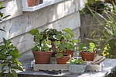 Wasabi (Eutrema japonica), also Japanese horseradish, water radish