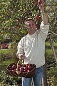 Mann bei der Apfelernte