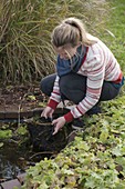 Frau nimmt Nymphaea (Seerose) zur Überwinterung aus dem Mini-Teich