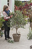 Frau schneidet Olea europaea (Olivenbaum) in Form