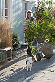 Winterising the lime tree in autumn