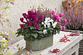 Metal jardiniere with cyclamen (cyclamen violet), Calluna vulgaris 'Rosita'